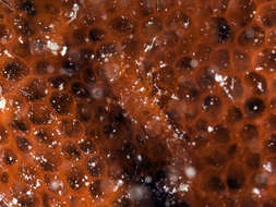 Image of Gelastocaris paronai (Nobili 1905)