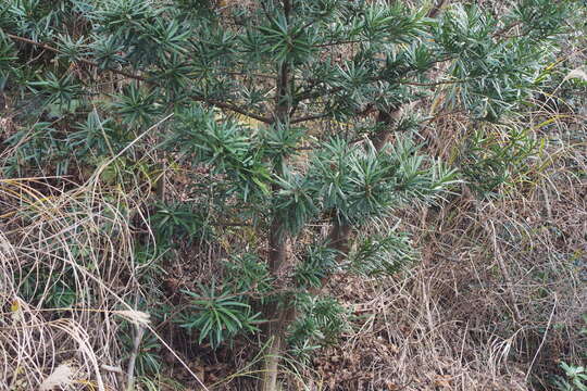 Imagem de Podocarpus macrophyllus (Thunb.) Sweet