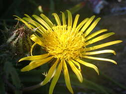 Image of prickly gousblom