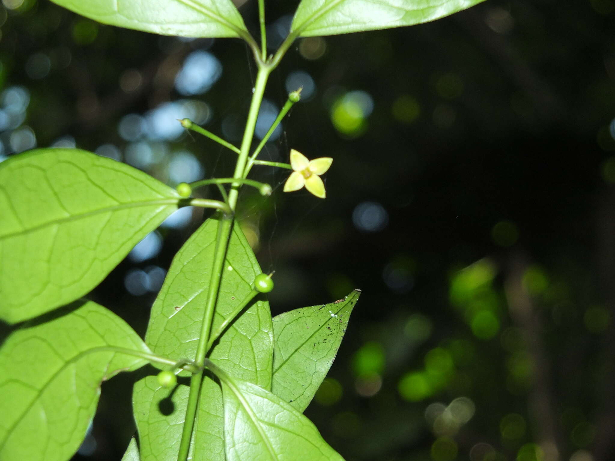 Imagem de Gardneria ovata Wall.