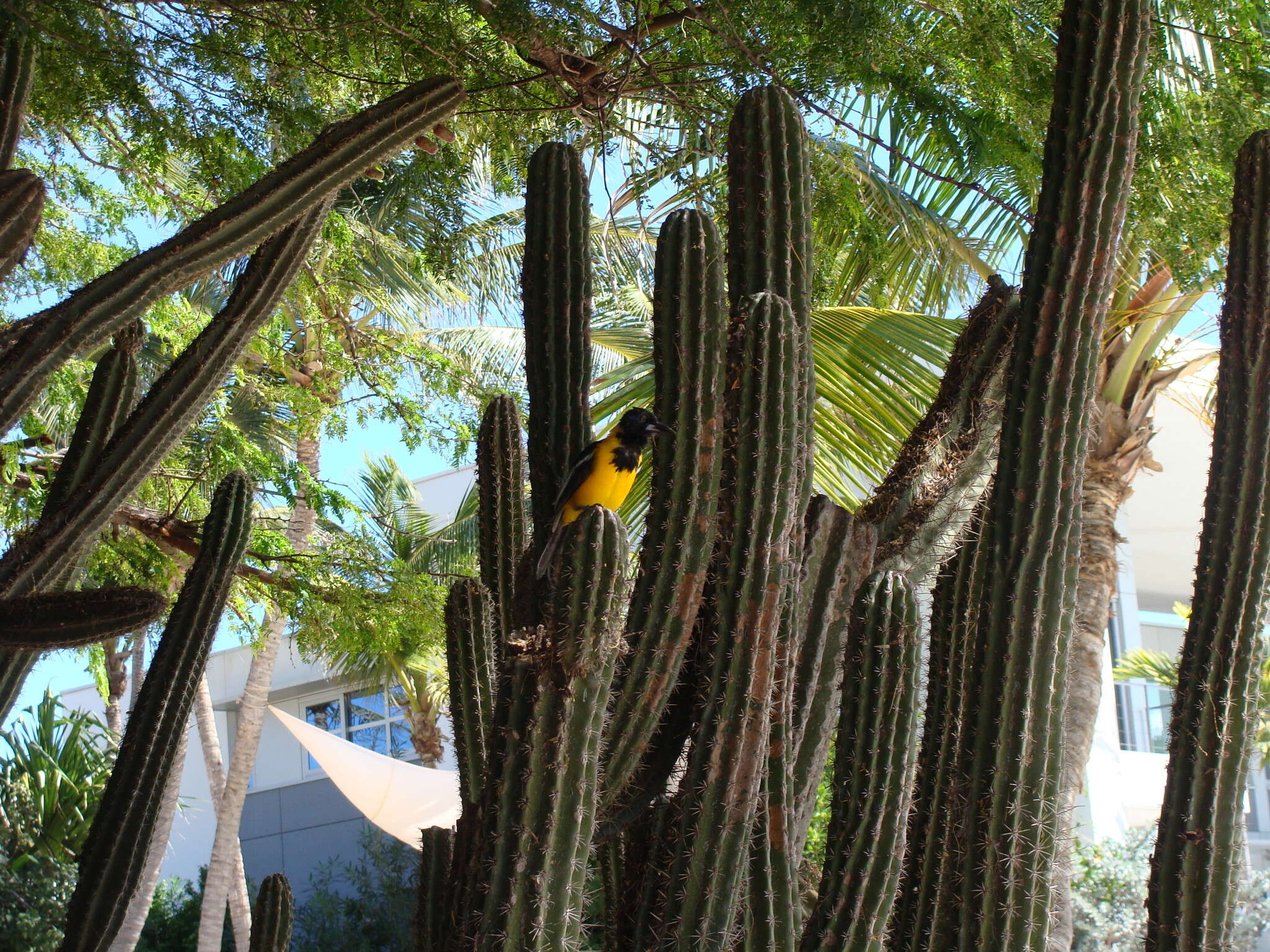 Image of Venezuelan Troupial