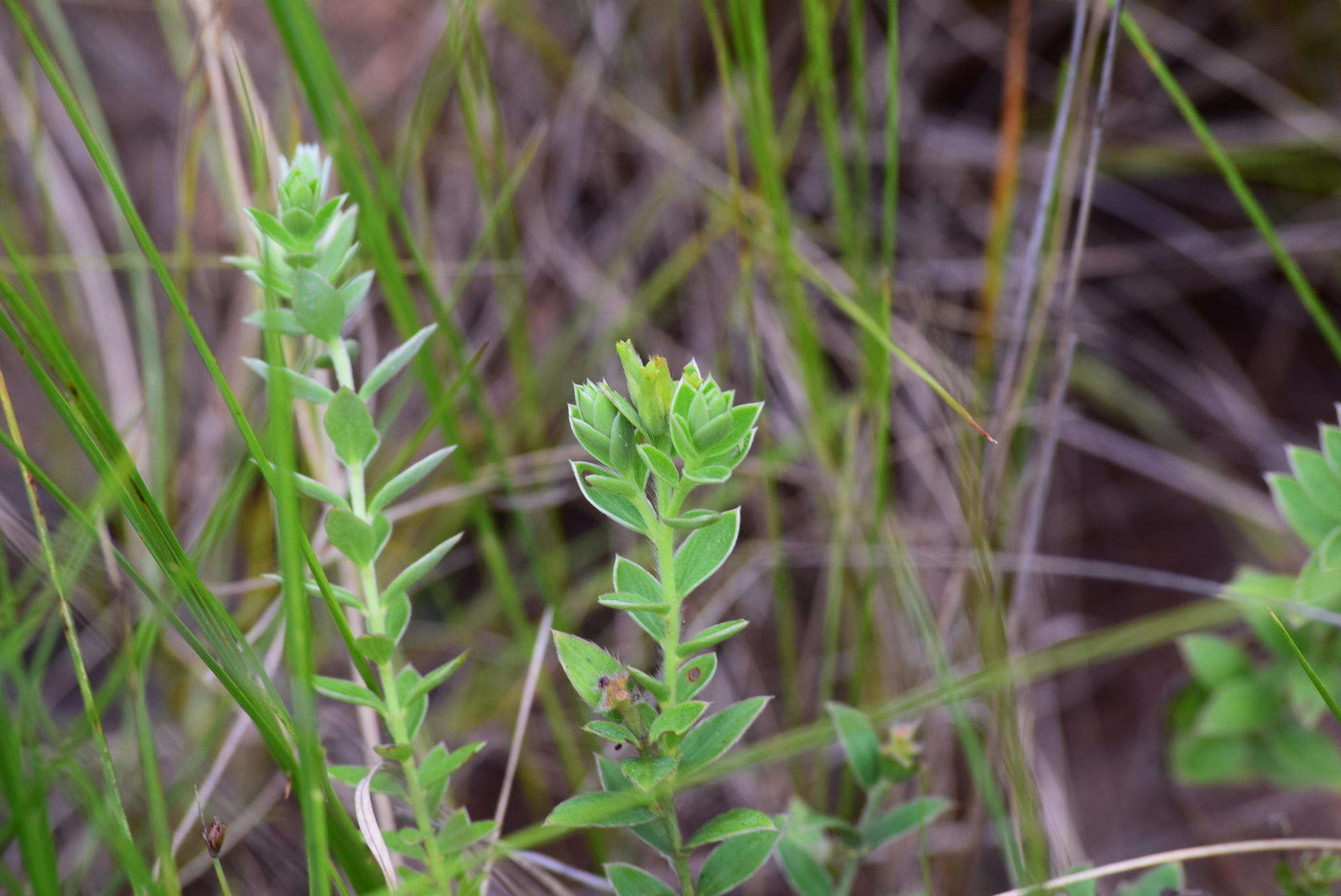 Image of Gnidia phaeotricha Gilg