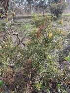 Image of Grevillea ramosissima subsp. ramosissima