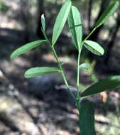 Image de Phyllanthus similis Müll. Arg.