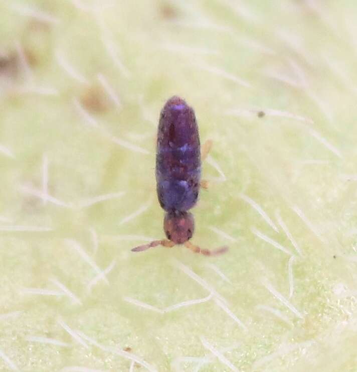 Imagem de Lepidocyrtus (Lanocyrtus) cyaneus Tullberg 1871