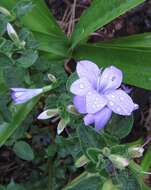 Imagem de Barleria obtusa Nees