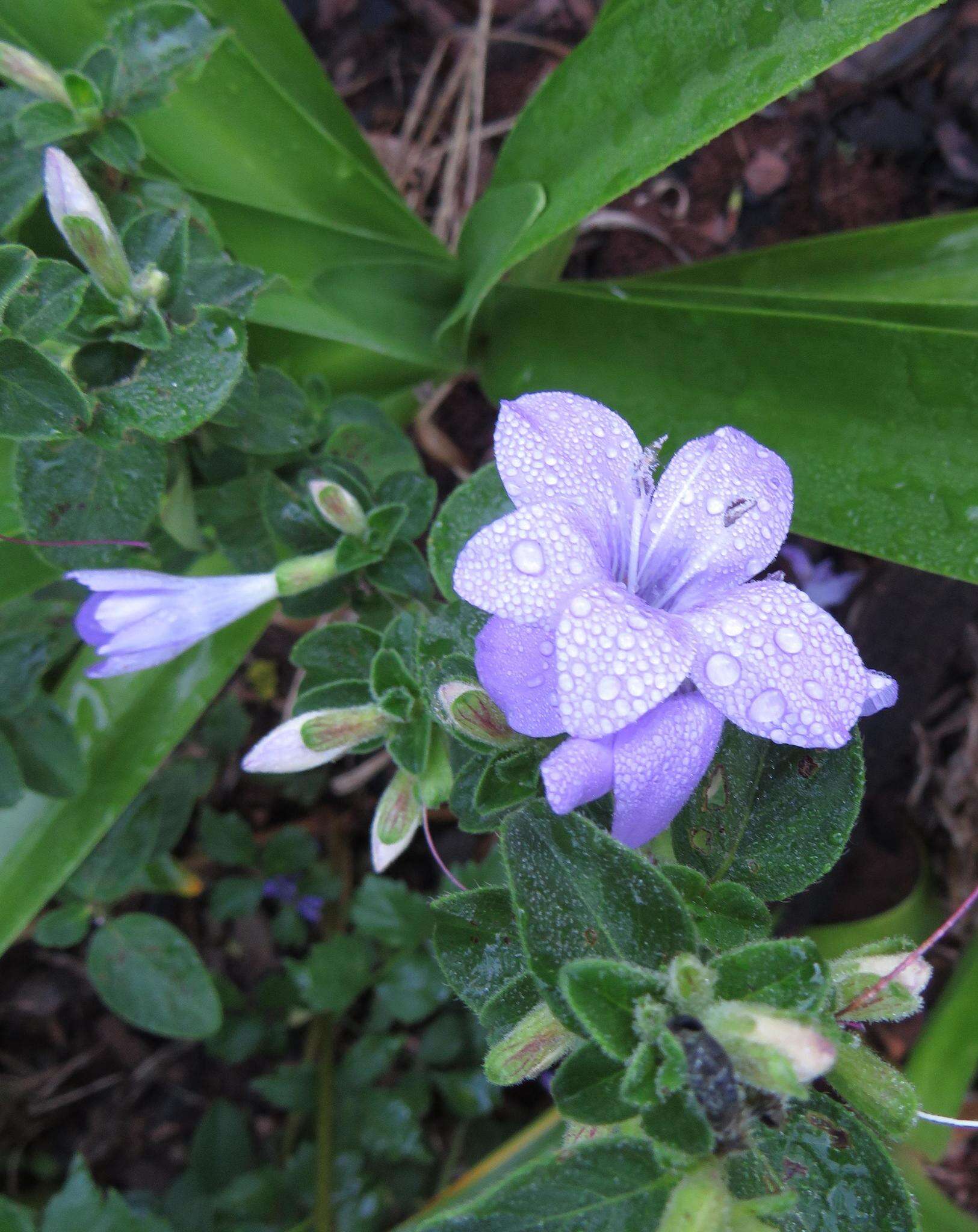 Imagem de Barleria obtusa Nees