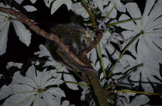 Image of Paraguaian Hairy Dwarf Porcupine