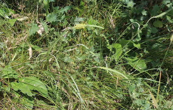 Image of Plantago maritima subsp. ciliata Printz