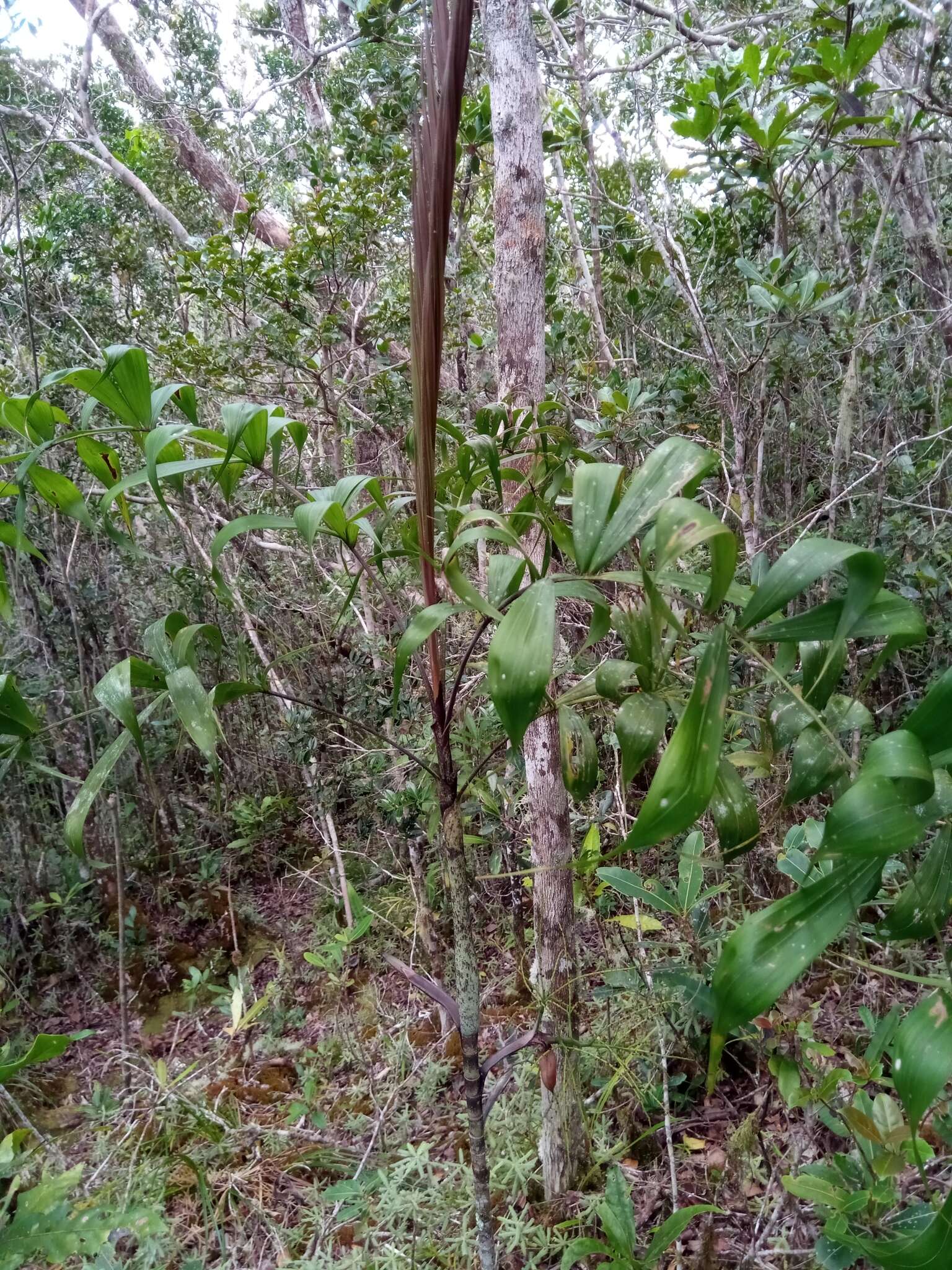 Sivun Dypsis nodifera Mart. kuva