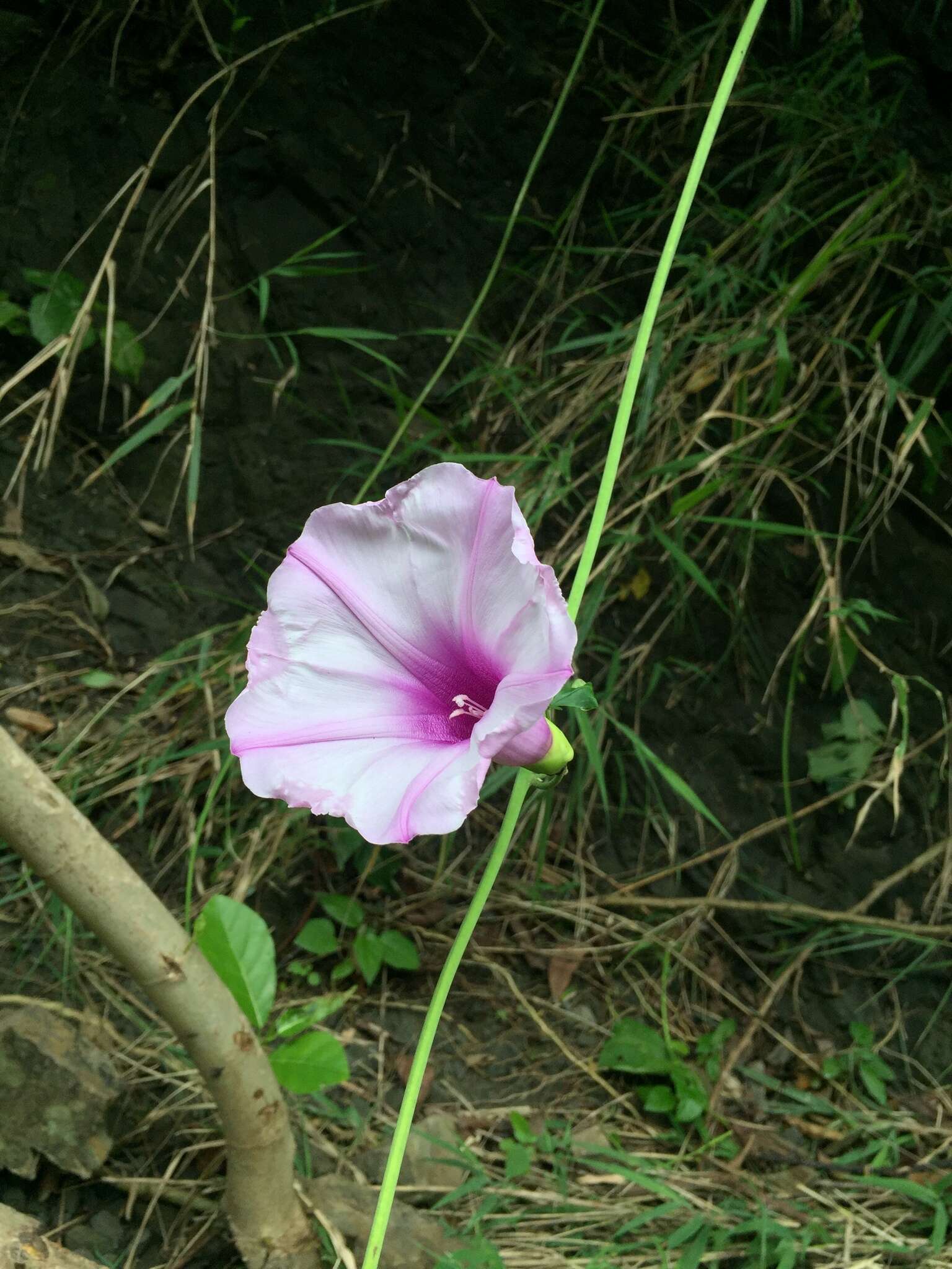 Imagem de Stictocardia tiliifolia (Desr.) Hall. fil.