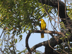 Image of Indian Golden Oriole