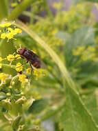 Stomorhina lunata (Fabricius 1805) resmi