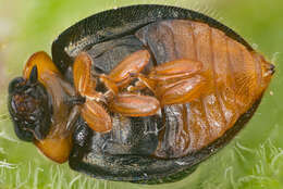 Image of Ladybird beetle