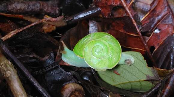 Image of Dyakia chlorosoma Vermeulen, Liew & Schilthuizen 2015