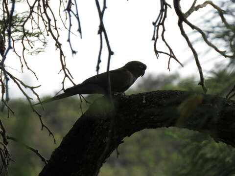 صورة Cyanoliseus patagonus conlara Nores & Yzurieta 1983