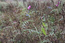 Imagem de Vicia monantha subsp. monantha