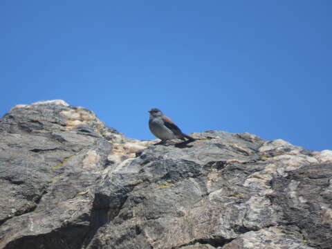 Image of Red-backed Sierra Finch