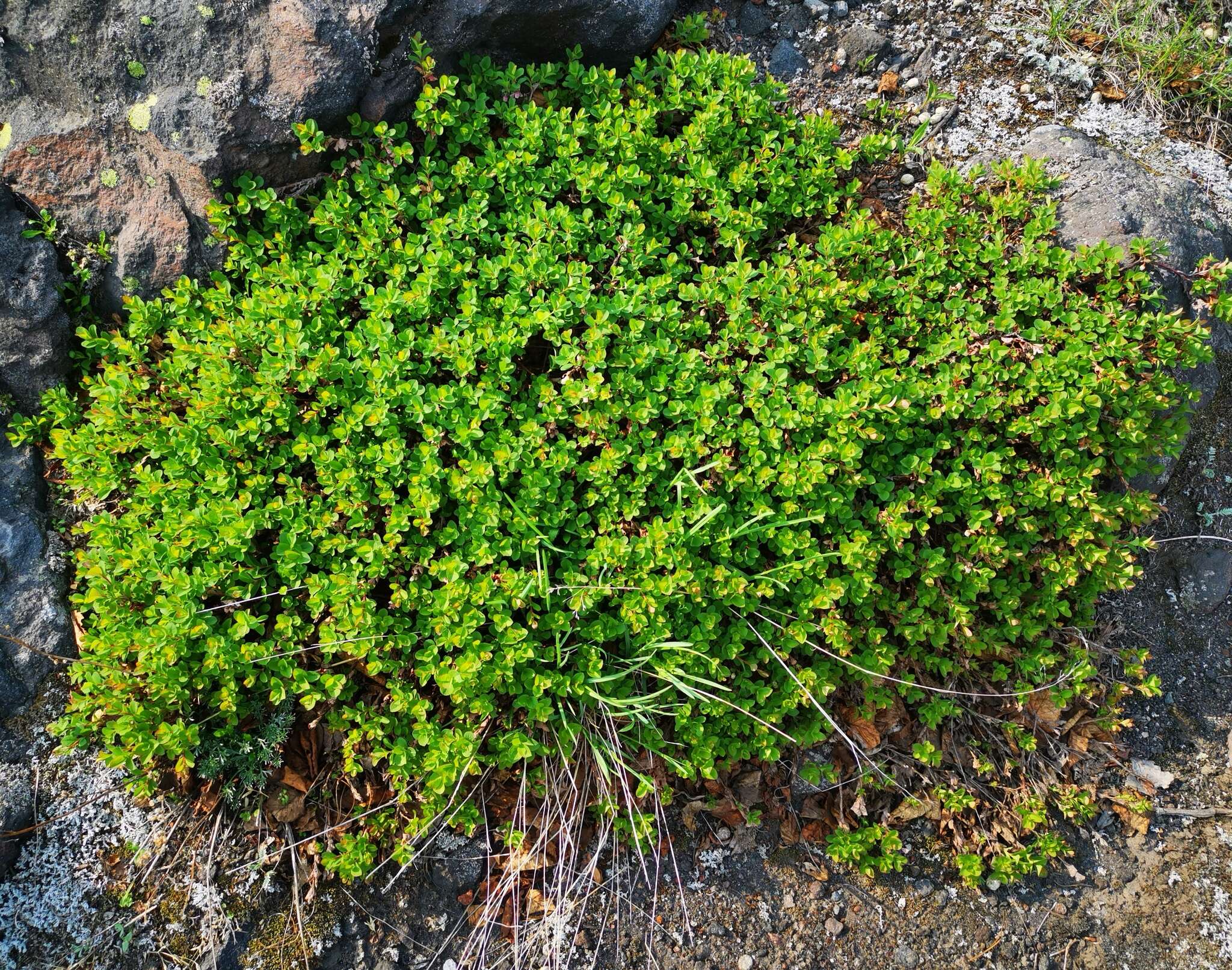 Image of Vaccinium uliginosum subsp. vulcanorum (Kom.) Alsos & Elven