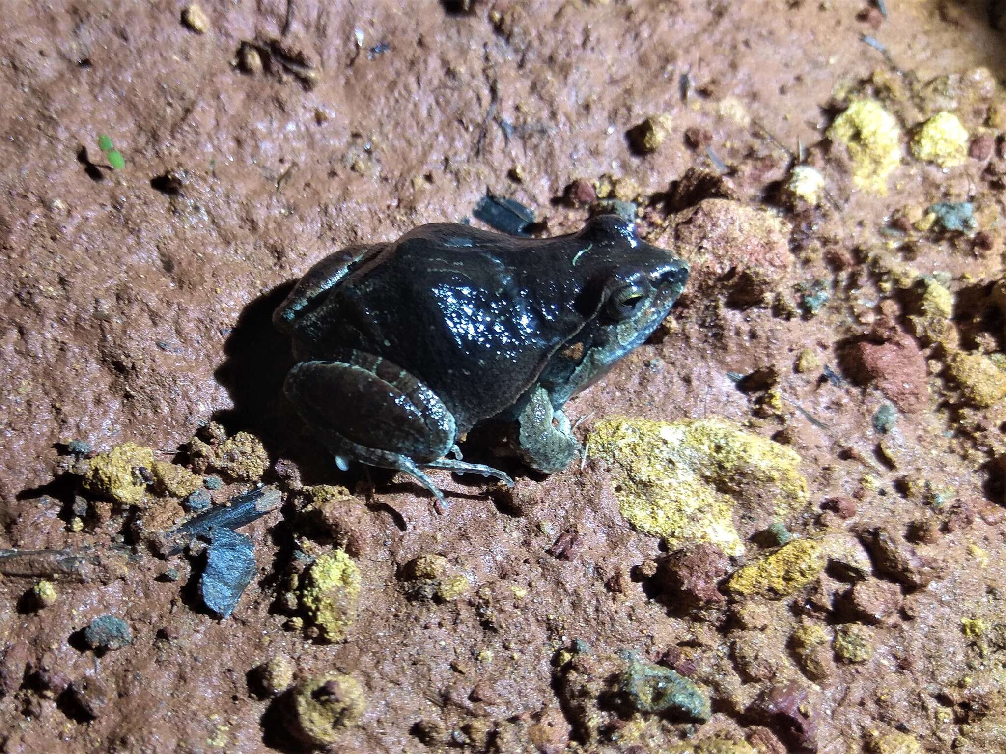 Image of Central Dwarf Frog; rãzinha