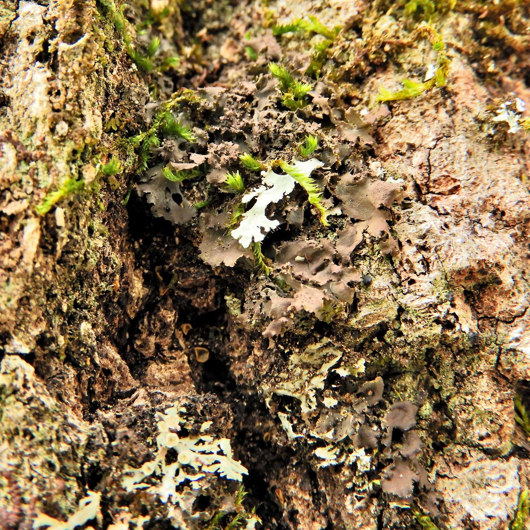 Image of Swiss kidney lichen