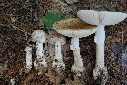 Plancia ëd Amanita submaculata Peck 1900