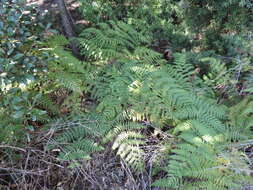 Image of Hypolepis rugosula subsp. villoso-viscida (Thouars) Schwartsb. & J. Prado