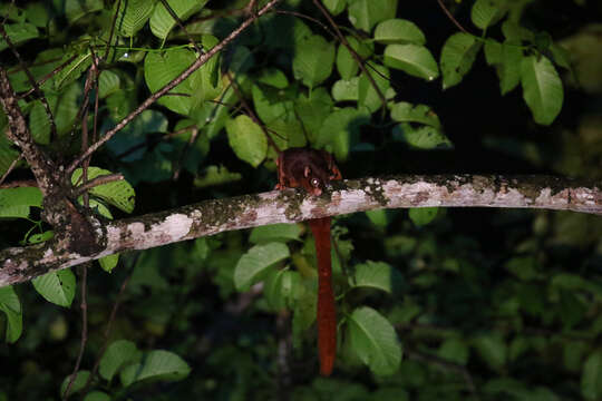 Image of Large black flying squirrel