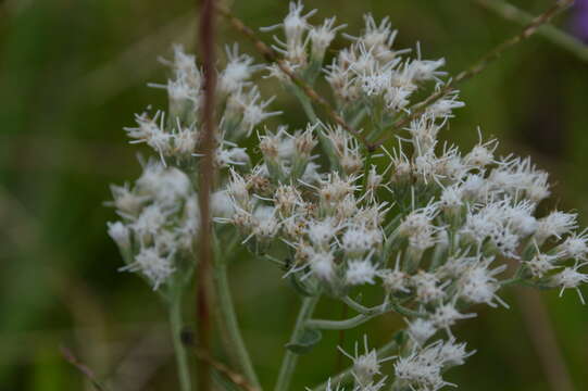 Image of hyssopleaf thoroughwort