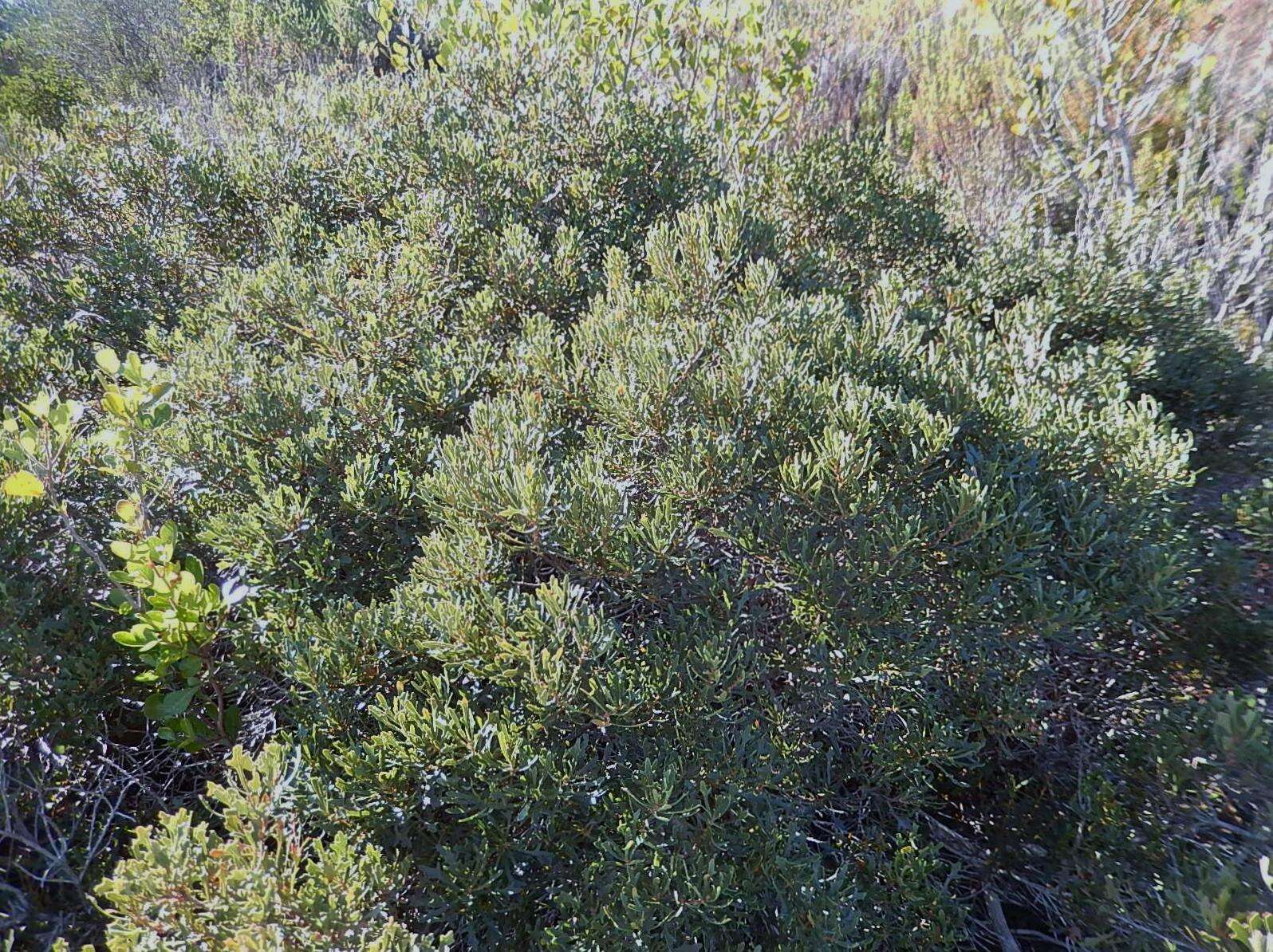 Image of Morella quercifolia (L.) D. J. B. Killick