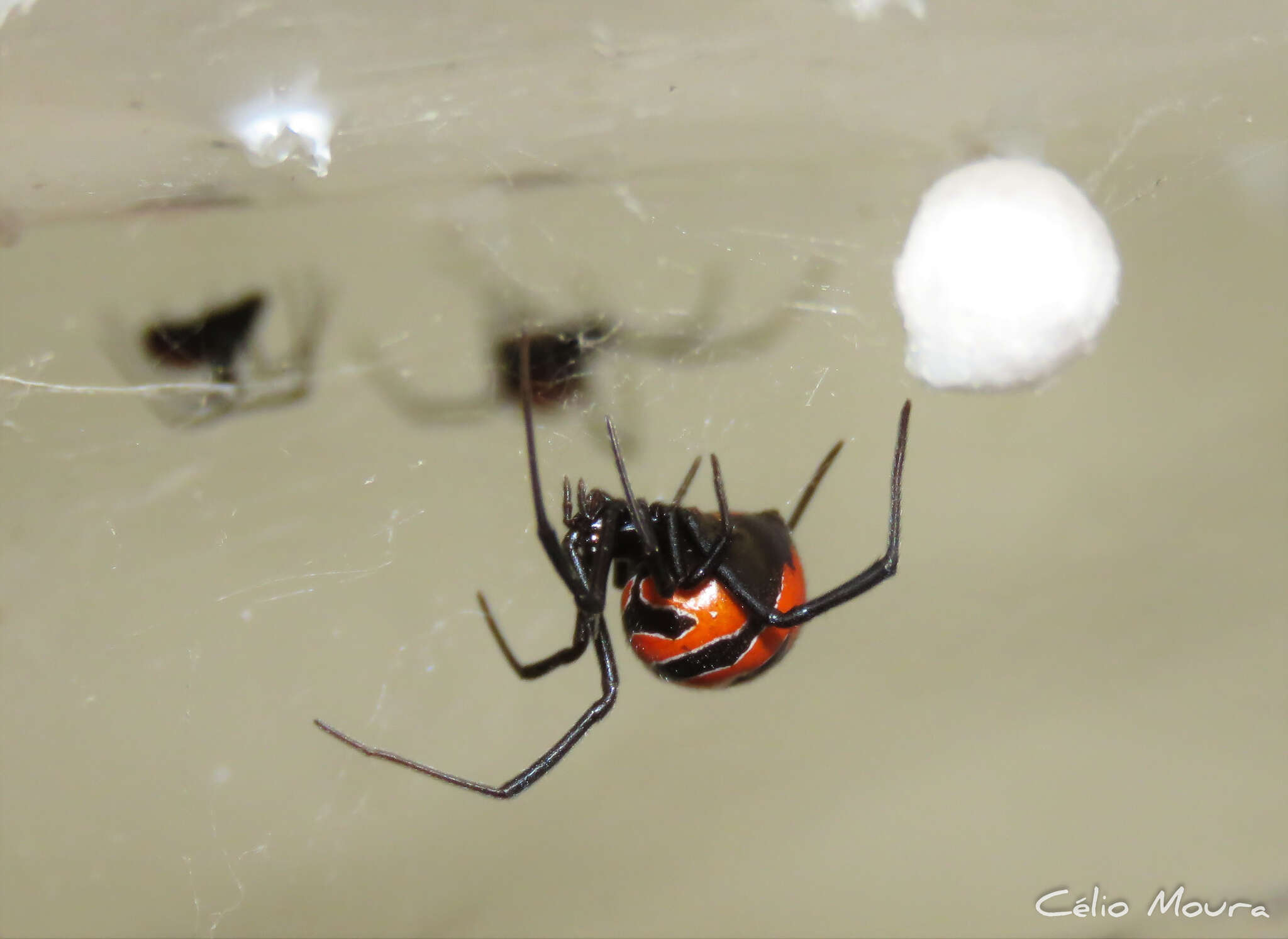 Image of Latrodectus curacaviensis (Müller 1776)