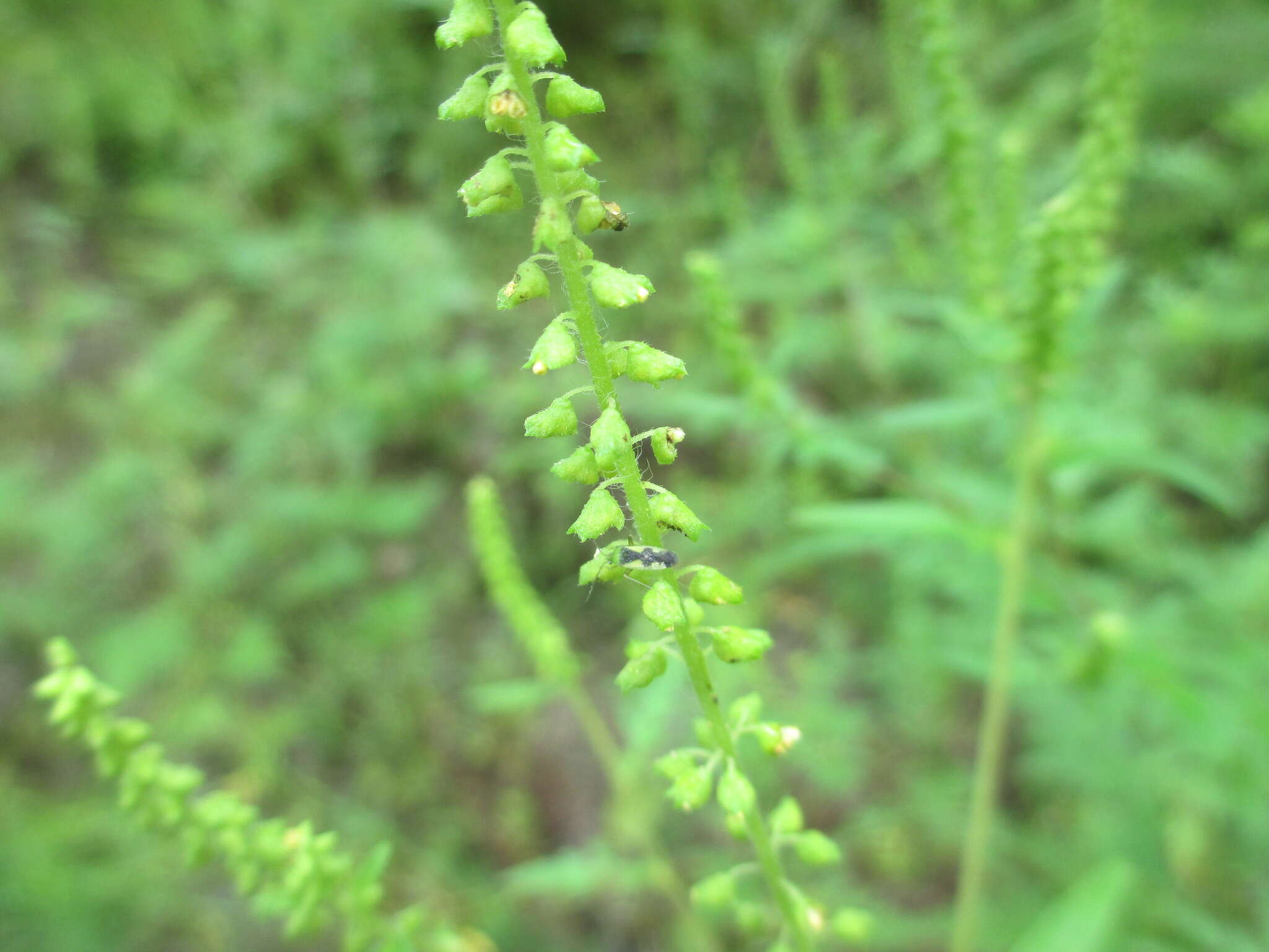 Image of annual ragweed