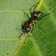 Image of Aphid