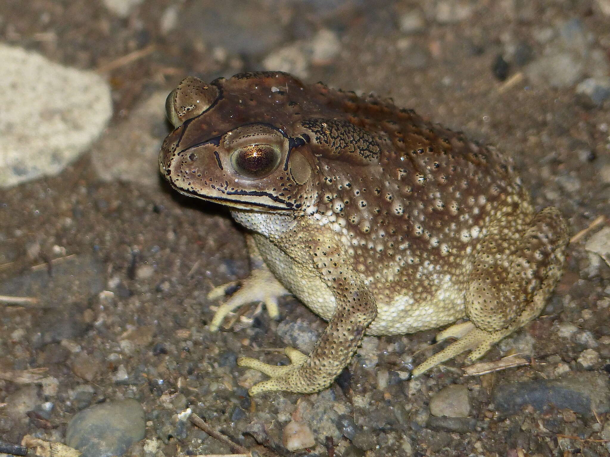 Image of Asian black-spined toad