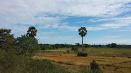 Image of palmyra palm