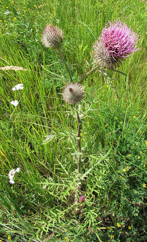 Слика од Cirsium decussatum Janka