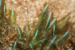 Image of Bryopsis pennata