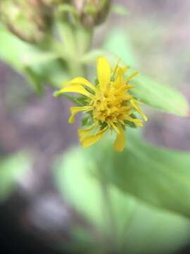 Image of arctic goldenrod