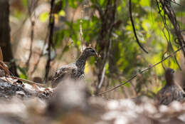 Image of Double-spurred Francolin