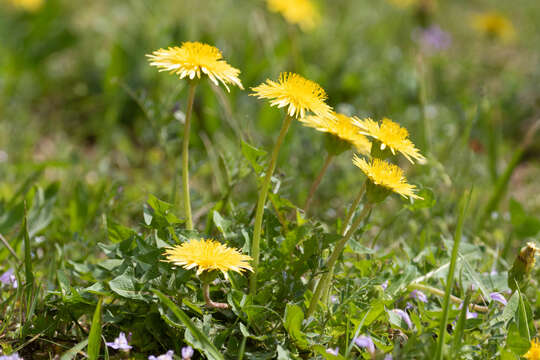 Image of Taraxacum platycarpum Dahlst.