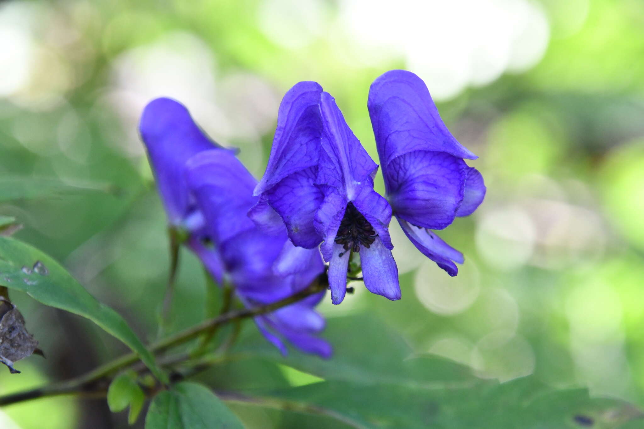 Image of Aconitum jaluense subsp. taigicola (Vorosh.) V. N. Voroshilov