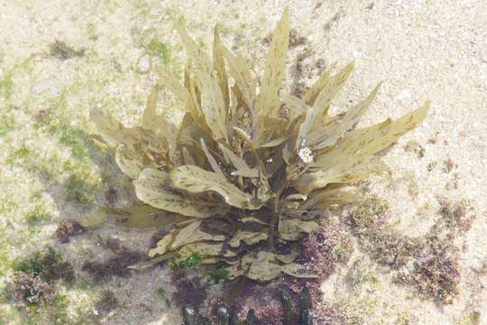 Image of Sargassum incisifolium