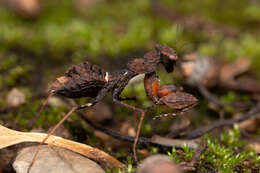 Image of Paraoxypilus tasmaniensis Saussure 1870