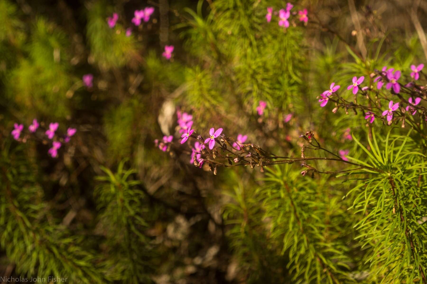 Image of Stylidium laricifolium Rich.