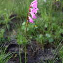 Image of Watsonia mtamvunae Goldblatt