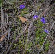 Image of Dampiera linearis R. Br.