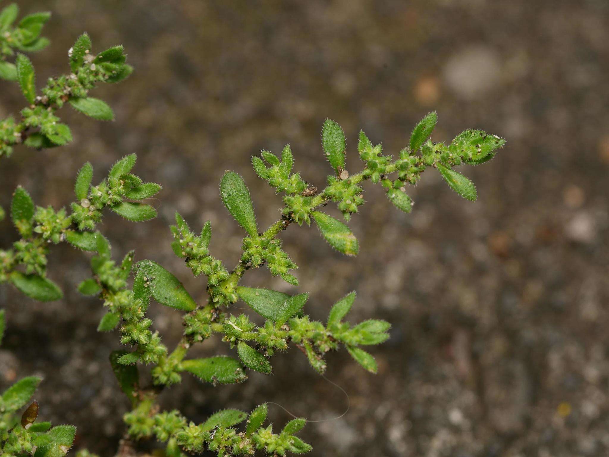 Image of hairy rupture-wort