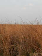 Plancia ëd Andropogon lateralis Nees