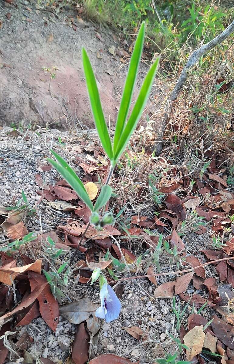 صورة Clitoria guianensis (Aubl.) Benth.