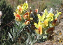 Image of Aspalathus lotoides subsp. lagopus